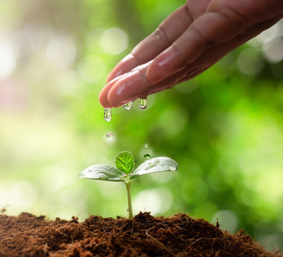 Sustainable Practices